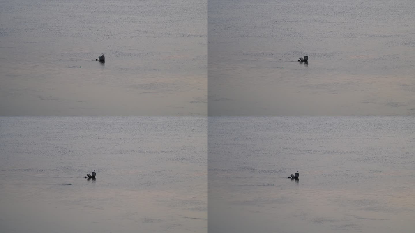 傍晚江面河面上一只白鹭河上一只孤独的鸟