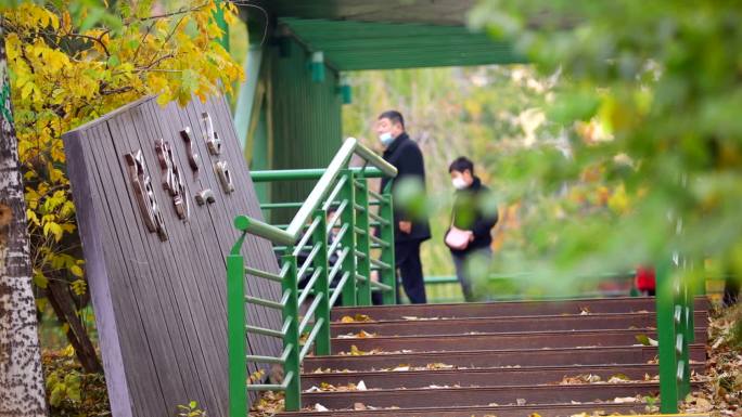 北京公园银杏树银杏叶公园