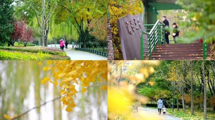 北京公园银杏树银杏叶公园