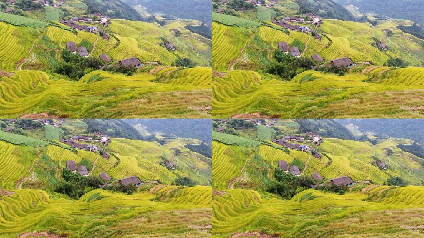 日出 云海 航拍 梯田 清晨