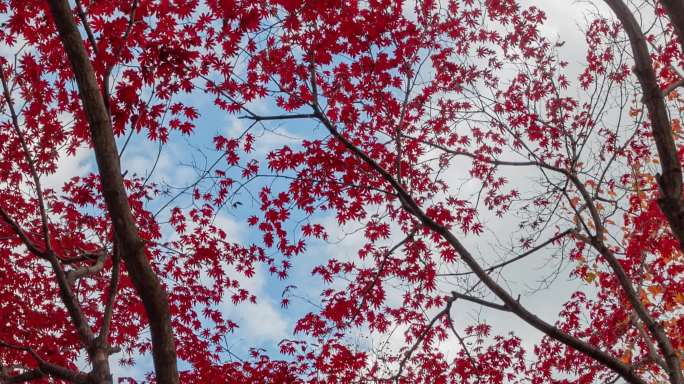 九角枫树秋天红叶