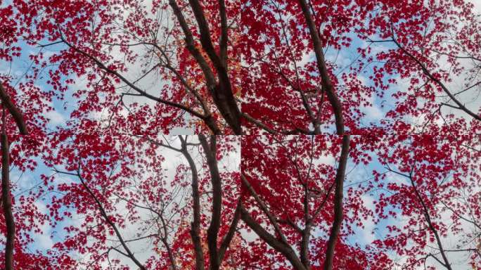 九角枫树秋天红叶