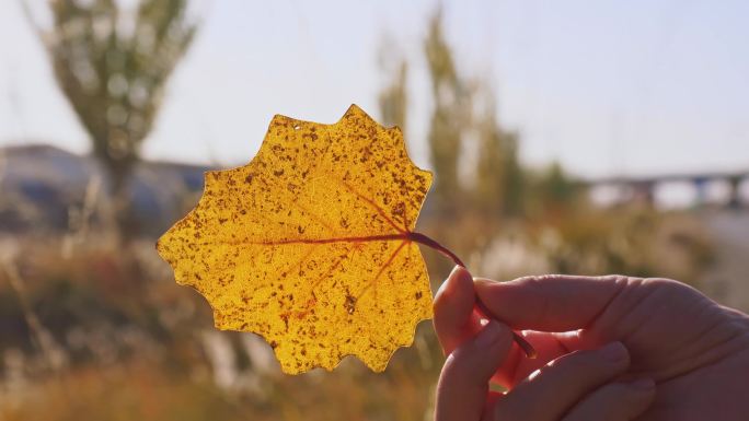 女孩拿起一片秋天的黄色落叶举在空中