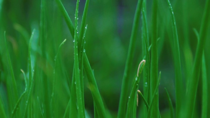 雨后农家小院 雨后空景 窗台 蔬菜 家