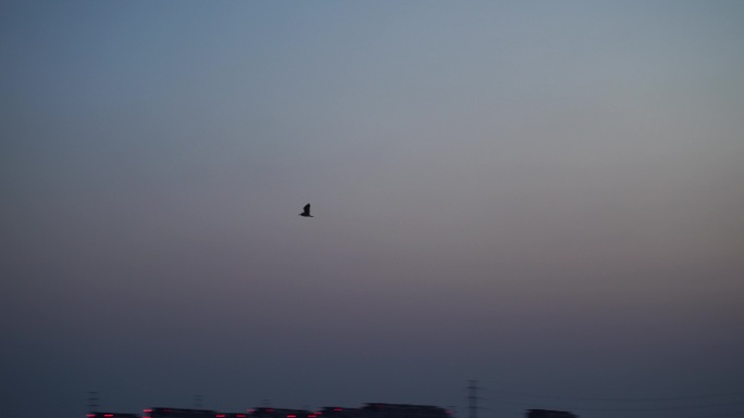 傍晚天空飞鸟一只鸟飞过翱翔白鹭海鸥海鸟