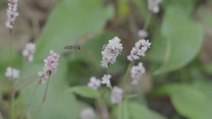 春天花朵盛开采花粉的蜜蜂