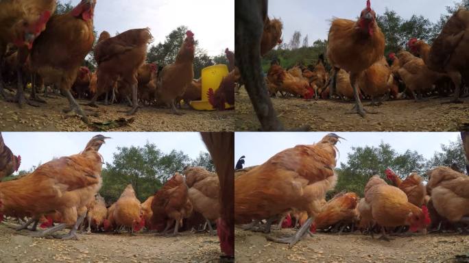 一群家养鸡吃食