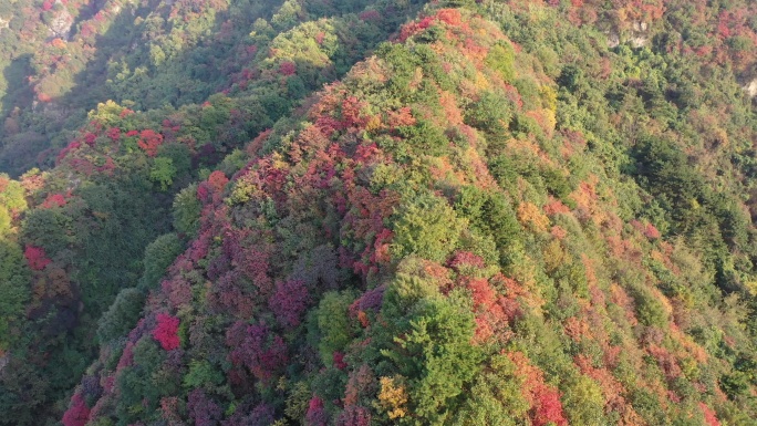 秦岭 翠华山 航拍 终南山 生态 自然