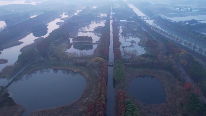 苏州虎丘湿地公园秋天水杉树航拍4K素材