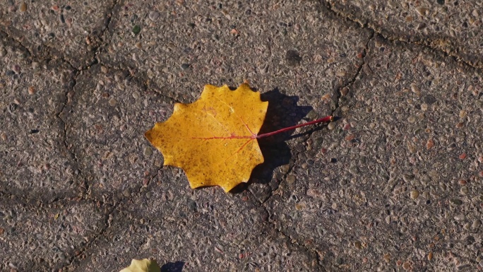 女孩捡起地上的一片枯萎的黄色落叶