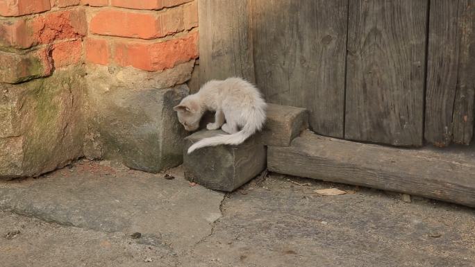 小山村 农村老房子 白色流浪猫