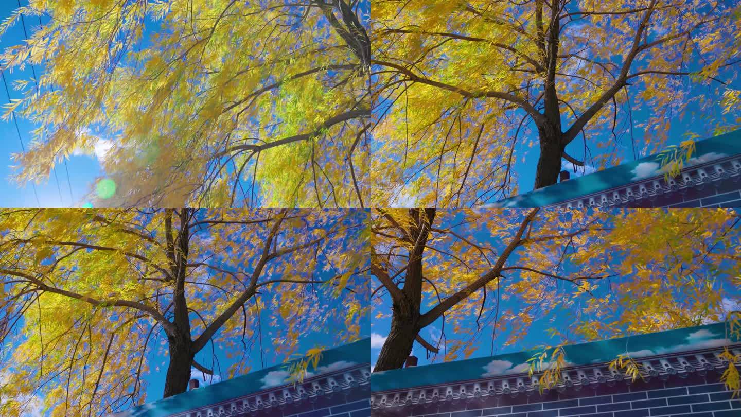 秋天的柳树金灿灿随风摆动
