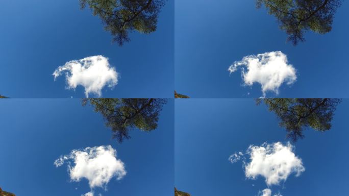 蓝天一片云 云在走动 树枝和云朵