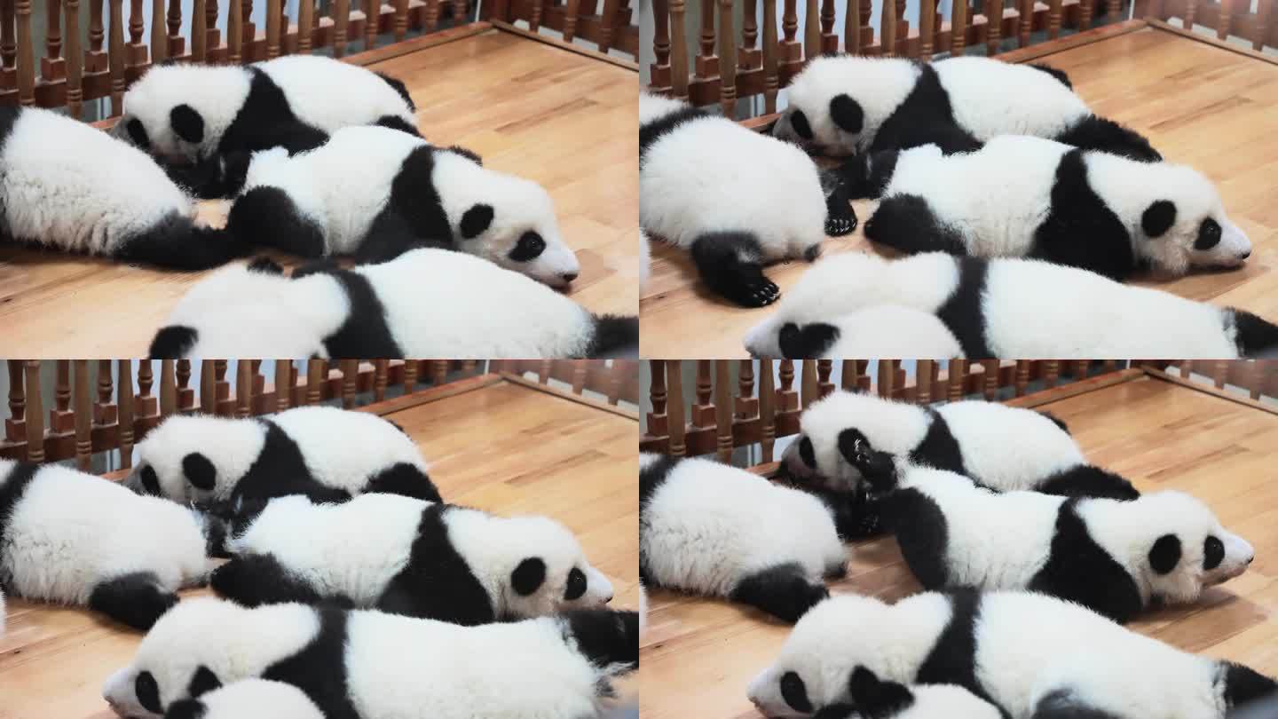 熊猫幼崽展示