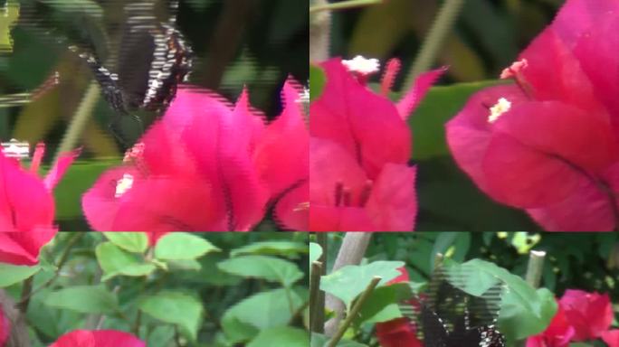 红花盛开引来蝴蝶偏偏起舞