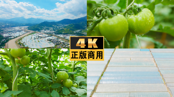 番茄西红柿大棚蔬菜种植乡村振兴现代农业