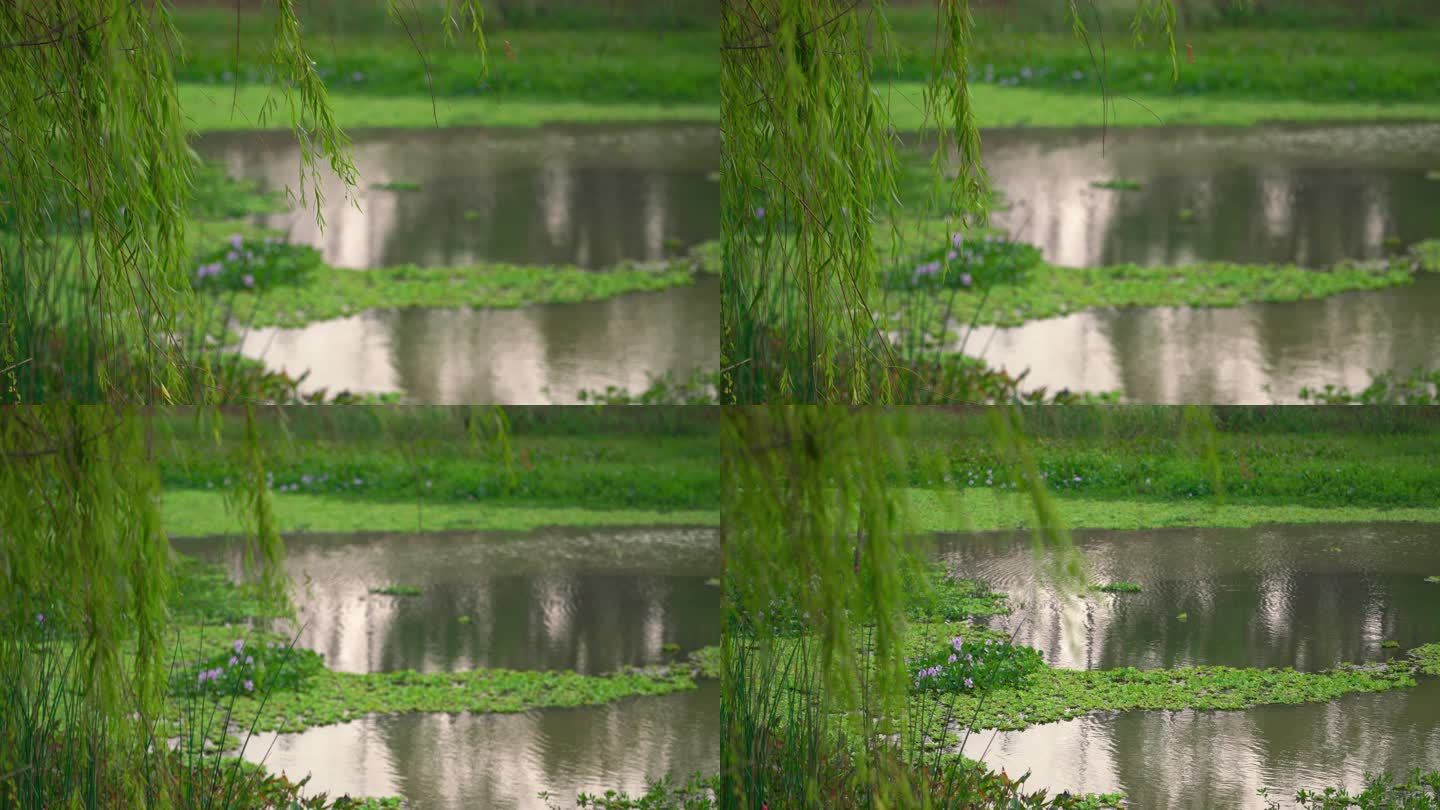 湿地公园空镜1
