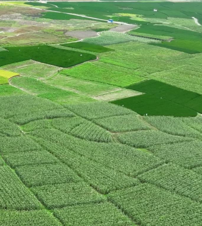 高清竖屏航拍桂林荔浦最美风景