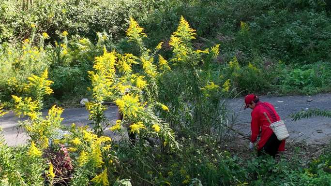 农村农民清除国外有害物种加拿大一枝黄花