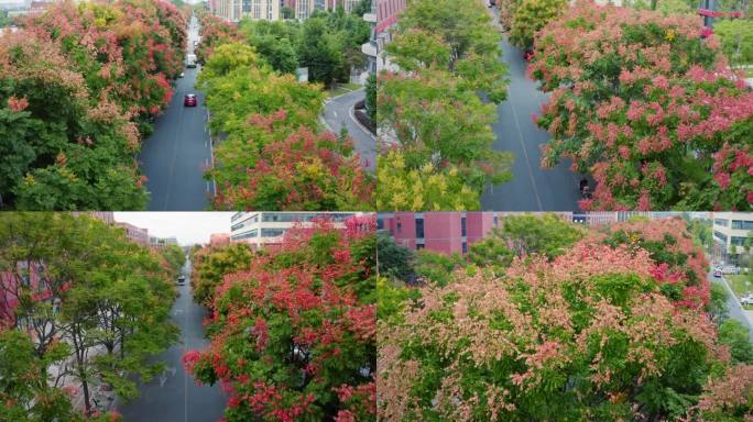 航拍道路两旁的栾树栾花