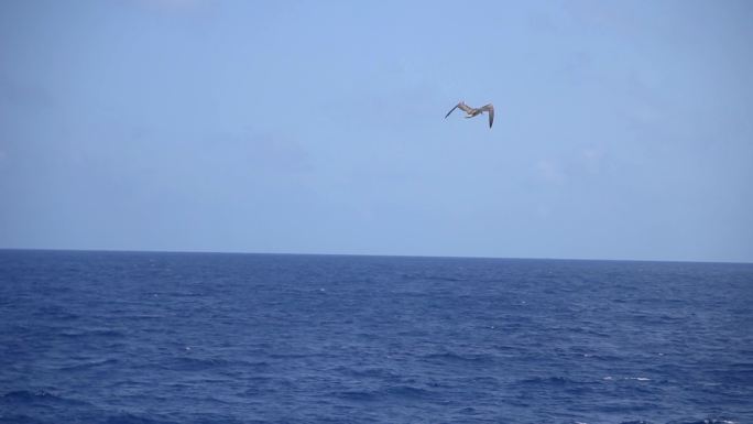 海上一只信天翁掠过海面