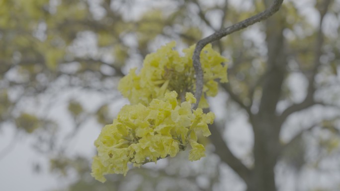 枝头的小黄花