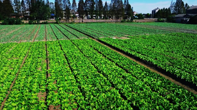 5k蔬菜种植基地喷洒农药