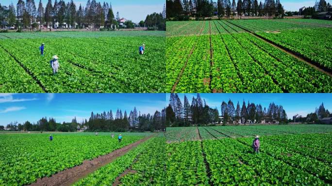 5k蔬菜种植基地喷洒农药