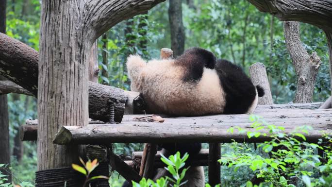 熊猫休息中