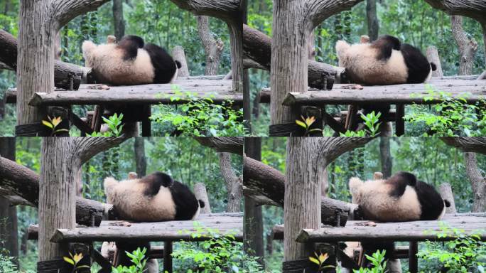 熊猫休息中