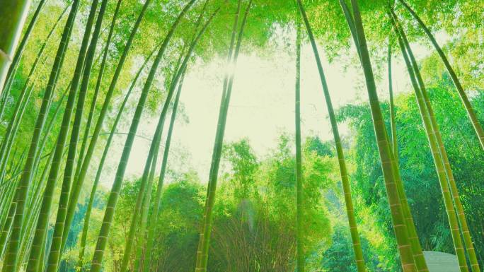 充满阳光的竹林7