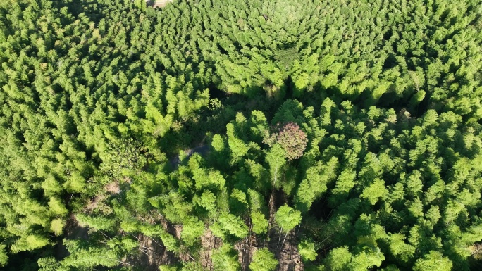 航拍江南竹林竹山竹海毛竹山实拍原素材浙江