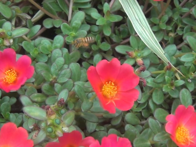 蜜蜂采花特写