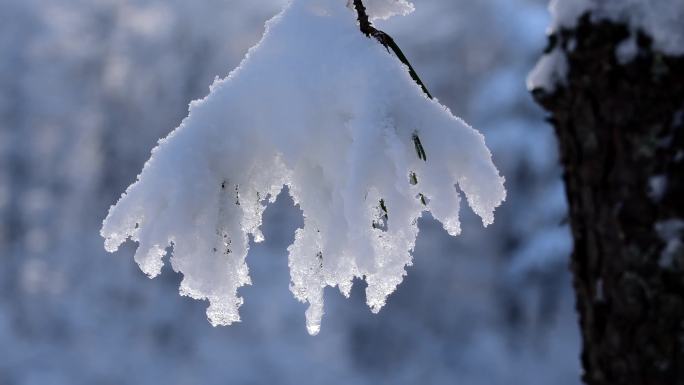 雾凇白桦雪景