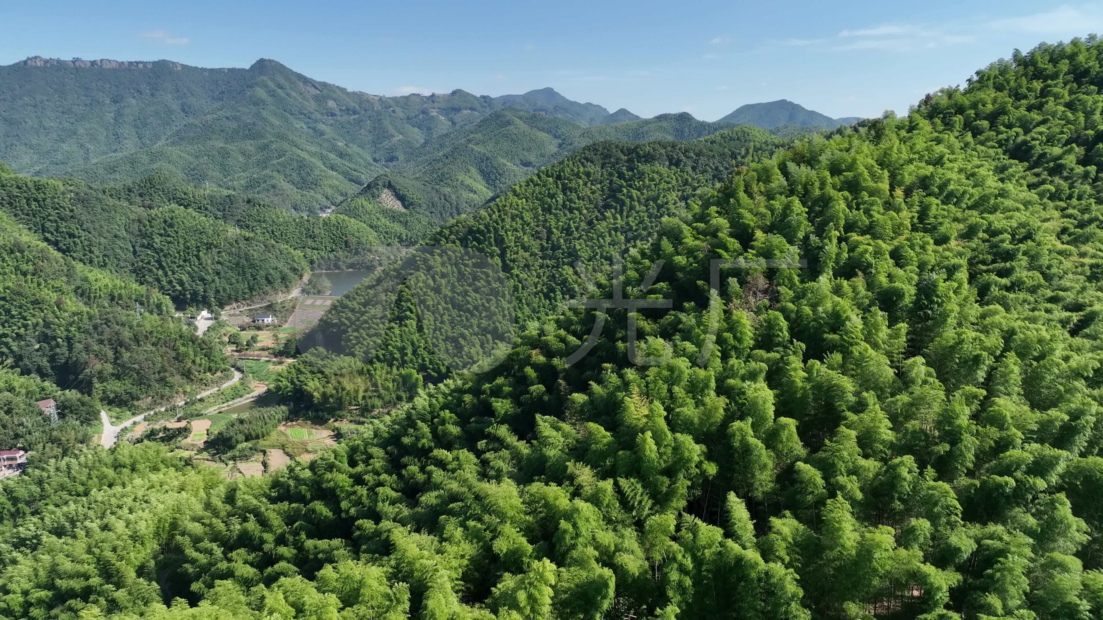 竹林风景- 小山坡上的竹林特写_素材公社_tooopen.com