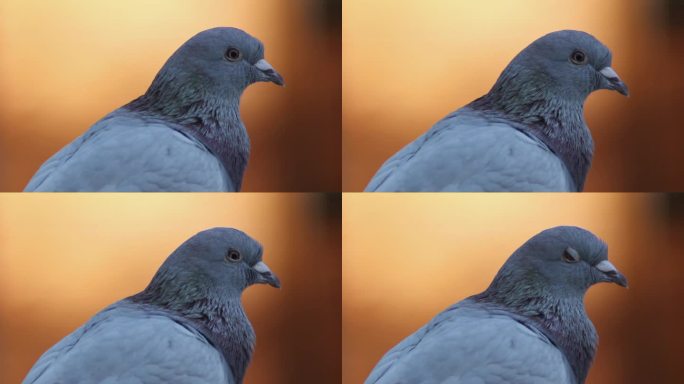 15秒特写一只鸽子活动镜头