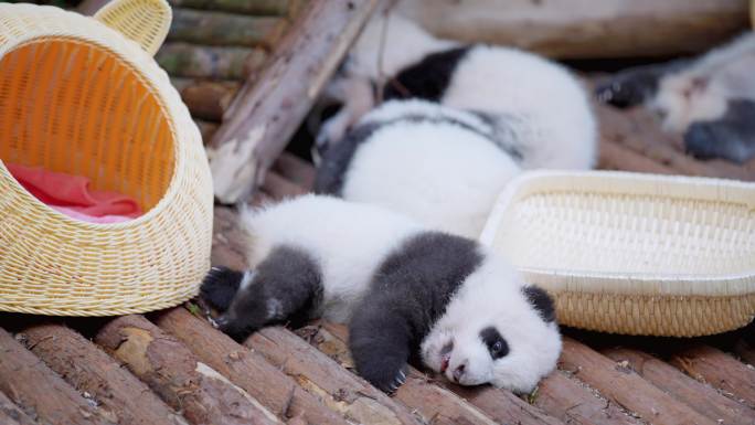 熊猫幼崽睡觉打哈欠