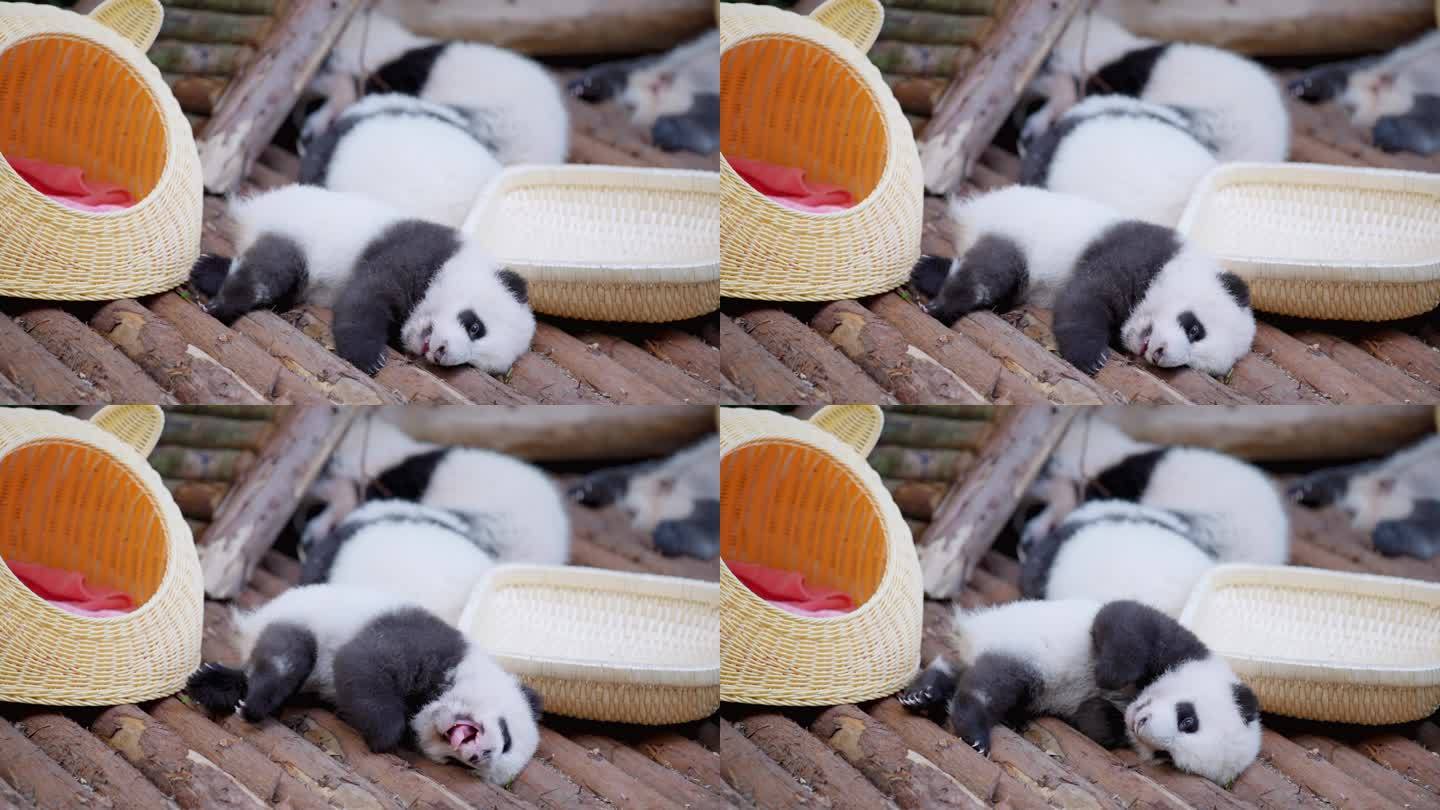 熊猫幼崽睡觉打哈欠