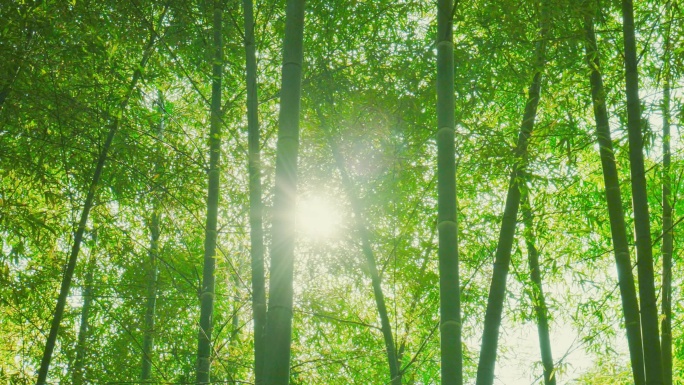 充满阳光的竹林2