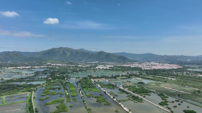 深圳 福田 保税区 河套 香港 湿地保护