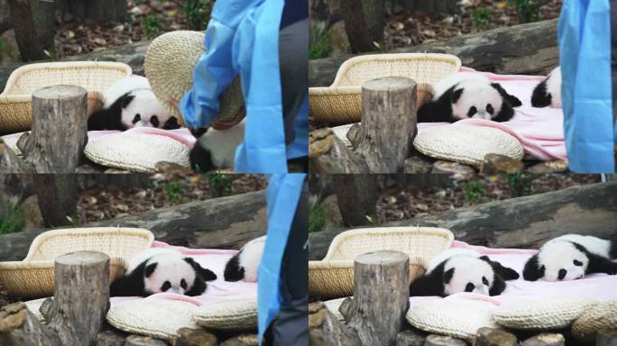 熊猫被饲养员抱走