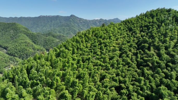 航拍江南浙江毛竹山竹林竹海竹子毛竹原素材