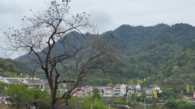 航拍江南山区农村柿子树柿子红秋天实拍素材