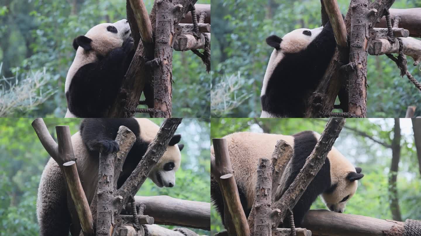 熊猫上树架