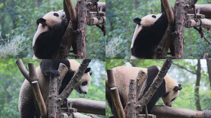 熊猫上树架