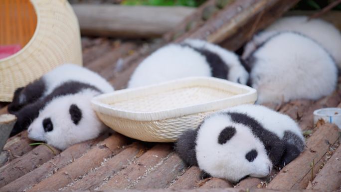 熊猫幼崽睡觉