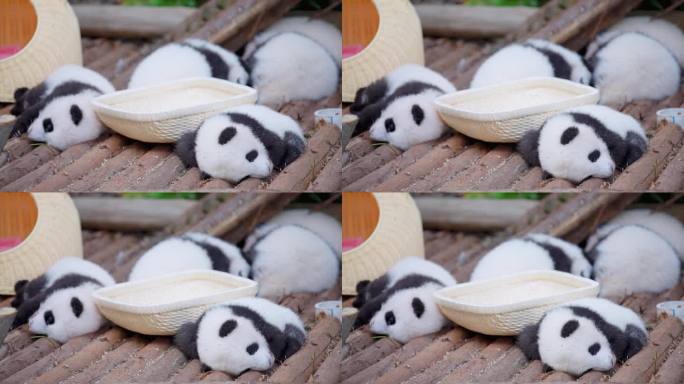 熊猫幼崽睡觉