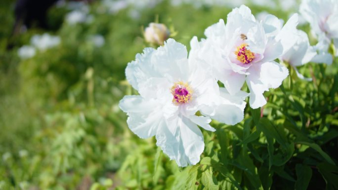 芍药花素材