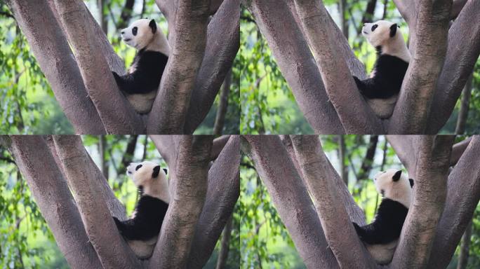 熊猫倒头睡觉