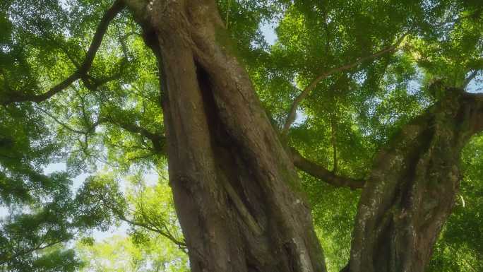 阳光大榕树 参天大树